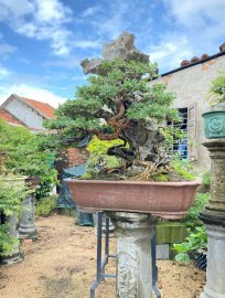 Vietnamese blue bell tree overrock