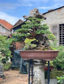 Vietnamese blue bell tree overrock