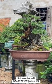 Vietnamese blue bell tree overrock