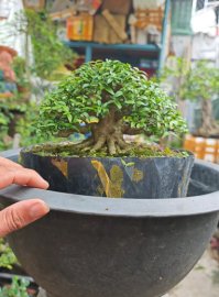 Mai chiếu thủy mini