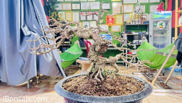 Antidesma acidum tree