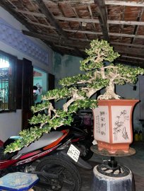 Antidesma acidum tree