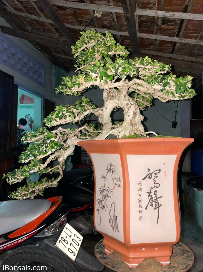 Antidesma acidum tree