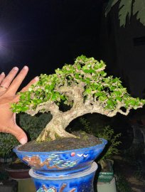 Antidesma acidum tree