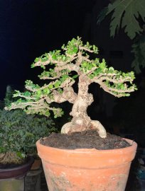 Antidesma acidum mini tree