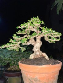 Antidesma acidum mini tree