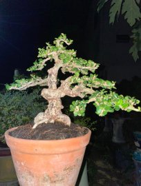 Antidesma acidum mini tree