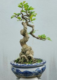 Red Barringtonia tree