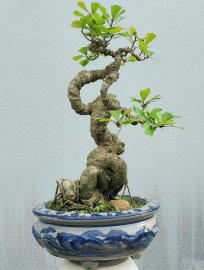Red Barringtonia tree