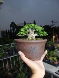 Vietnamese water jasmine mini tree