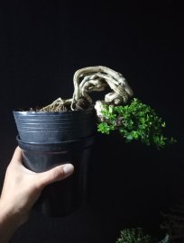 Premna tree