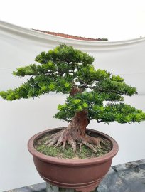 Tùng kim cương, thành phẩm