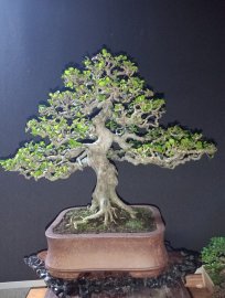 Antidesma acidum tree