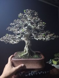 Antidesma acidum tree