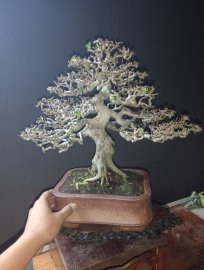 Antidesma acidum tree