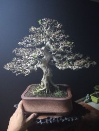 Antidesma acidum tree