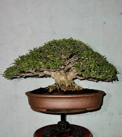 Spa cho em nó chuẩn bị du xuân.