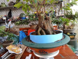 Mai vàng gốc như nồi cơm điện