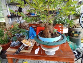 Mai vàng gốc như nồi cơm điện