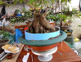 Mai vàng gốc như nồi cơm điện