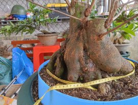 Mai vàng gốc như nồi cơm điện