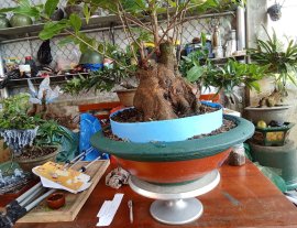 Mai vàng gốc như nồi cơm điện