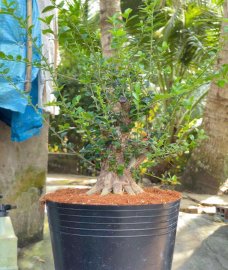 Antidesma acidum tree