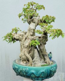 Mature Bodhi tree