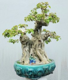 Mature Bodhi tree