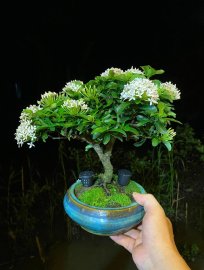 Mẫu đơn hoa trắng