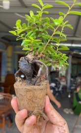 Scopolia nana tree 