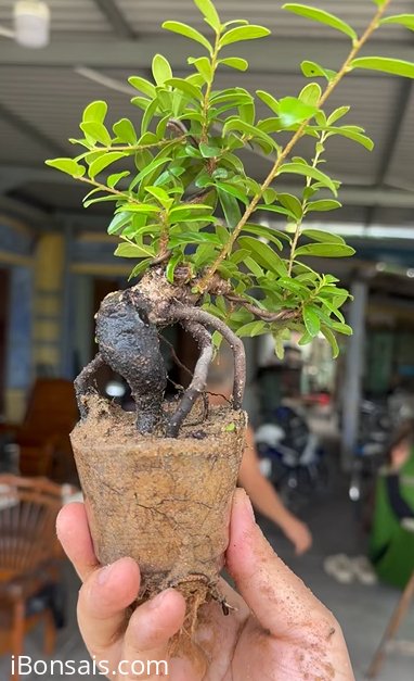 Scopolia nana tree