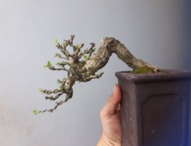 Em Trà Phúc Kiến mini...