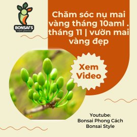Chăm sóc nụ mai vàng tháng 10aml . tháng 11 | vườn mai vàng đẹp
