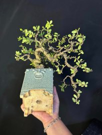 Scopolia nana tree mini waterfall tree