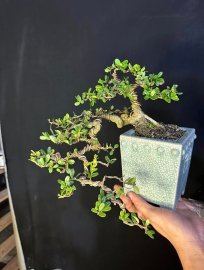 Scopolia nana tree mini waterfall tree