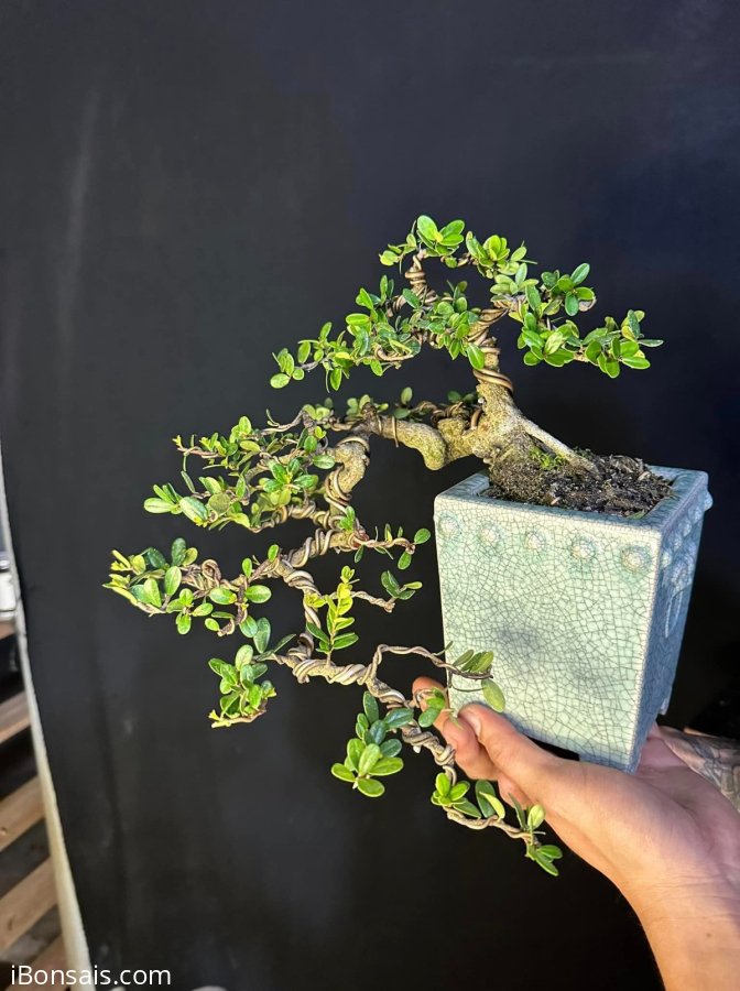 Scopolia nana tree mini waterfall tree