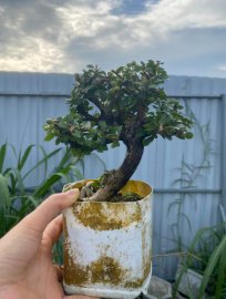 Antidesma acidum mini tree