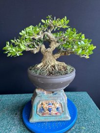 Linh sam siêu bông siêu già,siêu ú ụ