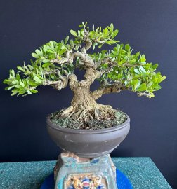 Linh sam siêu bông siêu già,siêu ú ụ