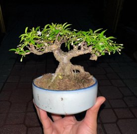 Mai chiếu thuỷ lá kim đang hoa #230k thui ạ