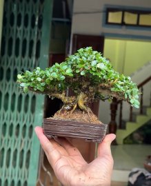 Antidesma acidum tree