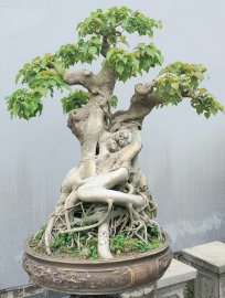 Mature Bodhi tree