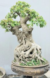 Mature Bodhi tree