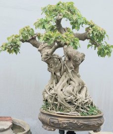 Mature Bodhi tree