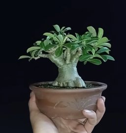 Desert rose