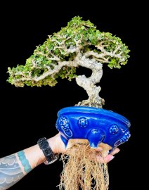 Antidesma acidum mature tree