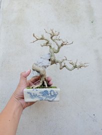 Vietnamese blue bell
