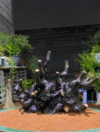 Thị lọ nồi bung lộc rồi