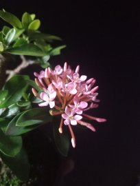 Purple Ixora